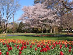 国営昭和記念公園では、3/23から5/26までFLOWER　FESTIVAL　2019が開催されています。
