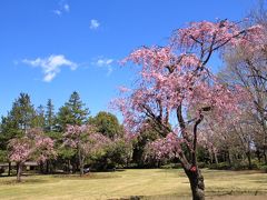 日本庭園では紅枝垂桜が咲いていました