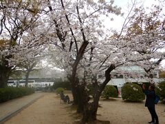 平和公園は桜がきれい。