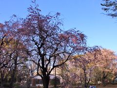 諏訪神社に隣接する諏訪の森公園には桜の木が多く満開でした。