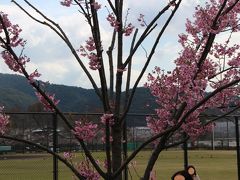 早めにランチをしようと、岡崎公園を通り抜けて～以前訪れたことがあるレストランに向かいました。