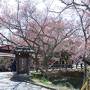 信州　高遠・飯田桜紀行