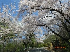 47年ぶりに訪れた、若草山ドライブウエーの道中の桜のトンネルです