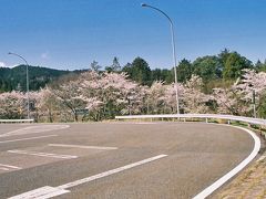 桜が満開の伊吹パーキングエリア。