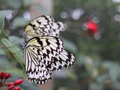 農産物加工センター内の施設にて、本島では見られない蝶「オオゴマダラ」を見物