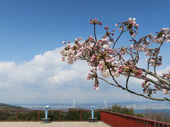 桜はまだ三分咲き。淡路島公園の展望広場から明石海峡大橋を臨む。
