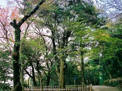 そして桜の木とタブノキ。