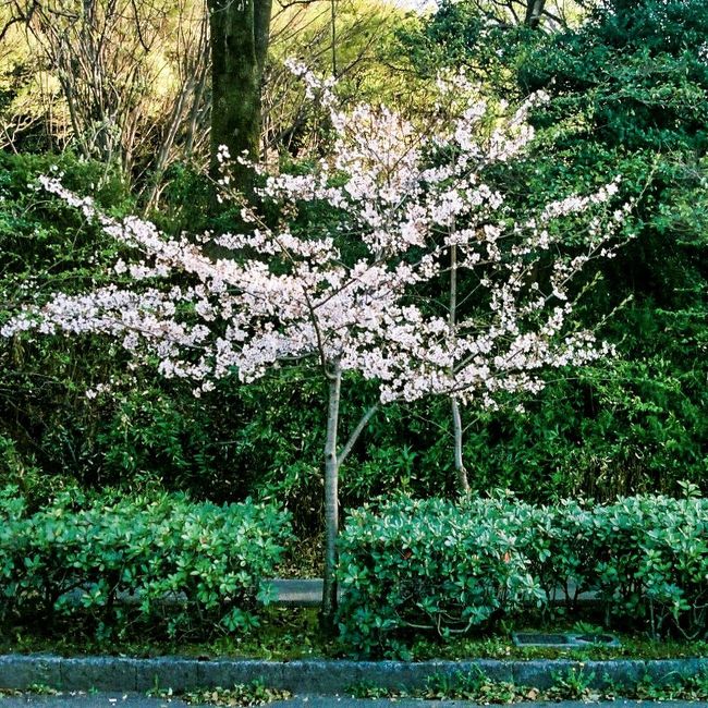 桜の名所らしく満開の桜の花が迎えてくれます。
