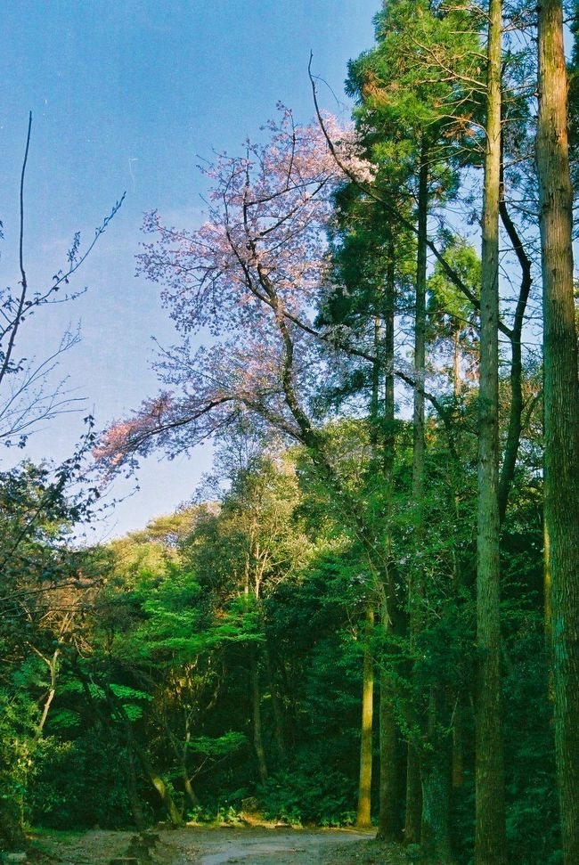 スギ林と桜の木。