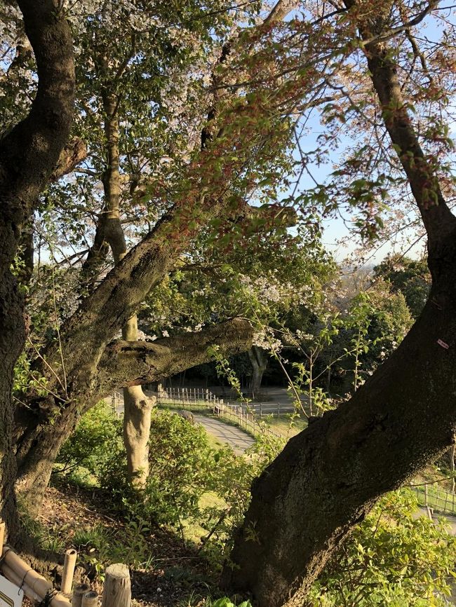 小牧山頂上から城郭下の広場。