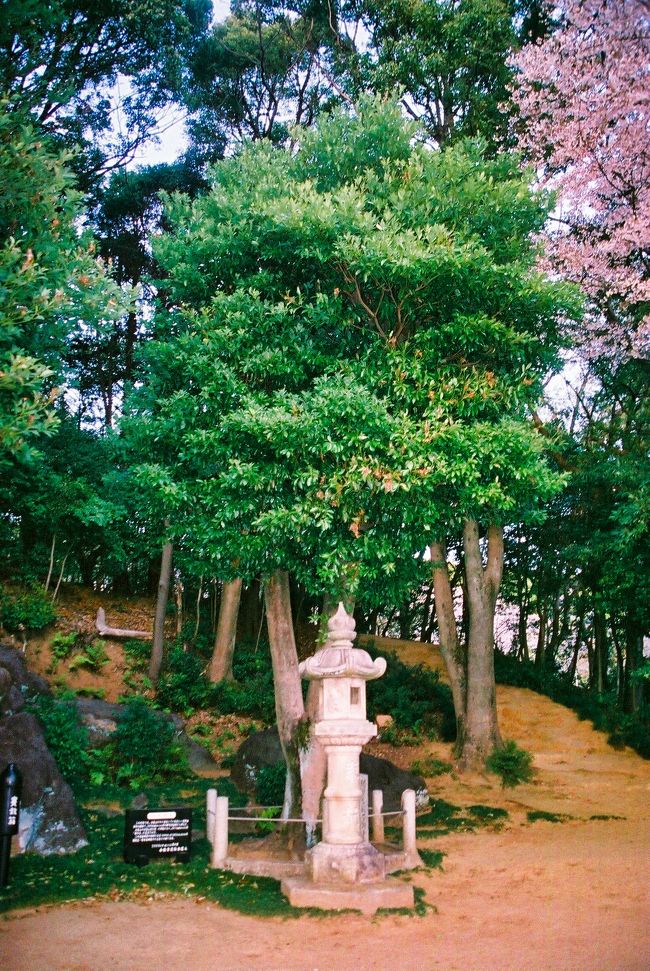 閑院宮載仁親王・梨本宮守正王お手植えのタブノキ。