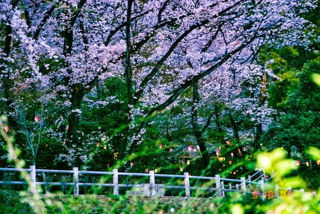 桜の馬場、遠景。