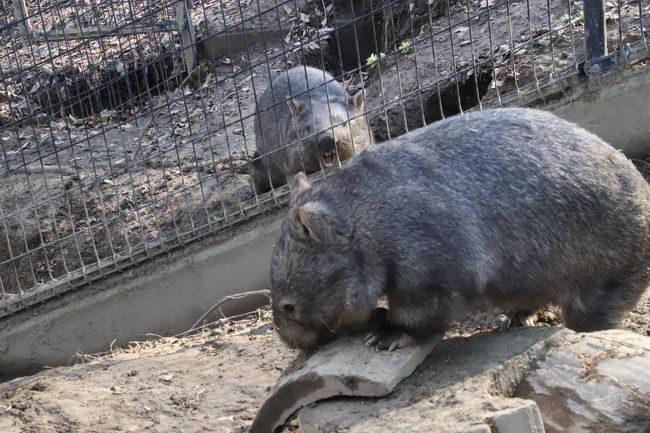 お散歩ロンくん見納めの３月の茶臼山動物園 ３ 恋するウォレスくんと怒りのモモコちゃんが面白いウォンバットや秋の赤ちゃん動物たちの成長ぶり他 篠ノ井 長野県 の旅行記 ブログ By まみさん フォートラベル