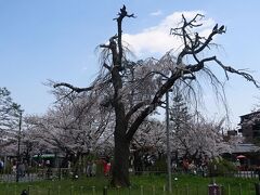 嵐山公園　枝垂れ桜

ここの枝垂れ桜もなかなかの物。

