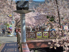 ポッコッパンで小腹を満たしたあと、韓国ドラマ･ロマンス(2002年)のロケ地として有名な桜の名所･余佐川に来ました。
余佐川沿いに架かる橋は通称「ロマンス橋」と呼ばれているそうです。

まだ朝の9時半頃ですが、咲き誇る桜目当てにもうたくさんの人たちが訪れていました。