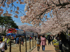 鎮海駅そばの通りから307番のバス(T-money使用)に乗って約10分、余佐川の次にやってきたのは慶和駅(廃駅)。

こちらも大人気の桜の名所。