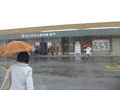 札幌市内は雨、旭川は雪。
我が家のかあちゃんの希望である「旭山動物園」に到着
高速ICからは、東門が行きやすい感じします。