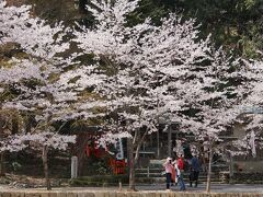 「御髪神社」にきました。

まわりの桜がきれい！