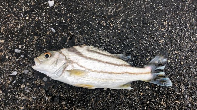 沖縄観光に加えたい南部の観光スポット おとなも子どもも楽しめるタイドプール遊び 沖縄県の旅行記 ブログ By 旅に恋するウミガメさん フォートラベル 沖縄観光に加えたい南部の観光スポット おとなも子どもも楽しめるタイドプール遊び 沖縄県の旅行記 ブログ By 旅に恋するウミガメさん フォートラベル