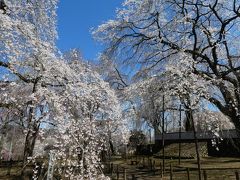 清雲寺のしだれ桜
