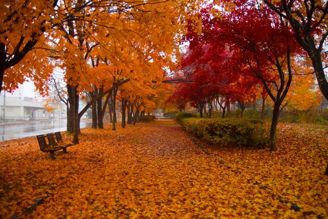 街十色 帯広のいろ スイーツいろ17 その３ 紅葉と濃霧の中二日目もスイーツ店めぐり 帯広 北海道 の旅行記 ブログ By Middx さん フォートラベル