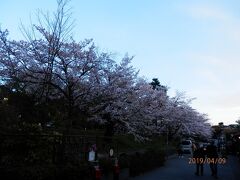 ねねの道。桜が満開♪