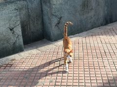モロッコ滞在
最初に出会った猫はラバトで泊まったホテルの前