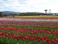 4月11日（木）　和泉リサイクル環境公園
今年から月曜日は全休になります。つまり、祭日と重なっても休みます。
GWの4月29日、5月6日は休み、注意して下さい。

チューリップが満開・・・

和泉リサイクル公園http://www.dinsgr.co.jp/rcpark/
