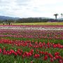 大阪南部の春、4月の花々・・♪（花の文化園・和泉リサイクル公園・泉佐野でランチ）