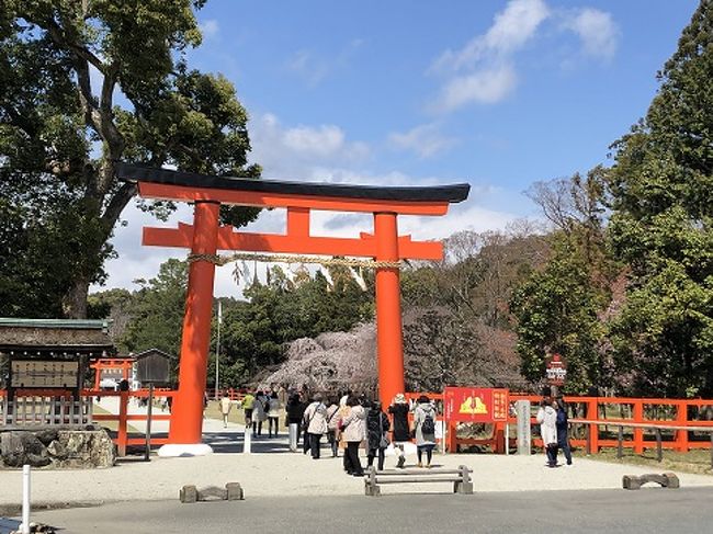 桜散歩 上賀茂神社 賀茂川 半木の道 4月12日 下鴨 宝ヶ池 平安神宮 京都 の旅行記 ブログ By Olive26さん フォートラベル