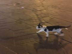 夜のジャマエルフナ市場で歩いていた猫