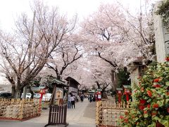 鷲宮神社へ到着。

参道が桜のトンネルになってる！