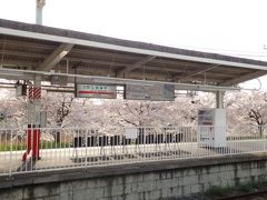 電車が鷲宮駅のホームに滑り込んで、真っ先に目に飛び込んできたのは、桜・桜・桜！下りの2番線ホーム沿いに桜が植えられていました。

（この写真は帰りに1番線から撮影）