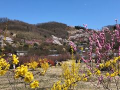 【福島市花見山公園】
　福島市にある福島県立美術館で伊藤若沖展があると聞き､久しぶりなので行って来ました。この時、福島市内の花見山公園のサクラが桃源郷のように綺麗と聞き､行ってきました。