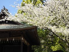 神楽殿の脇にも桜が咲いています