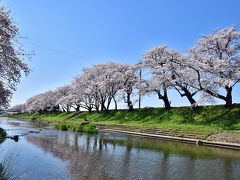 岐阜県各務原市の市街地を流れる
新境川の両岸「百十郎桜」
（桜並木は総延長は8キロメートル）
新境川堤の桜並木 「日本さくら名所100選」に選ばれた、
千本以上ものソメイヨシノが新境川の両岸に渡って
桜色に染める時に各務原市民が愛する新境川の
「百十郎桜」祭りの広場「20万人の広場」にて
私は、新境川北の方で桜を眺めました・