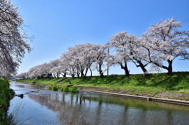 千本以上ものソメイヨシノが新境川の両岸にて 19 各務原 岐阜県 の旅行記 ブログ By 風に吹かれて旅人さん フォートラベル