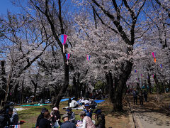 飛鳥山に入れば、桜の木の下で人々が宴をしている。
江戸時代、八代将軍徳川吉宗がこの地に桜を植えて以来、ここは庶民の花見の名所なのだ。