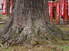 上川口屋のすぐそばには、樹齢６００年以上と言う公孫樹が聳えていた。
高さは３０ｍ以上もあるそうだ。
その後ろには、武芳稲荷神社が鎮座していた。
