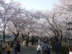 高田城百万人観桜会というだけあって、毎年のべ100万人以上来ているみたいです。新潟県内各地から来ている人が多い様子。かなりの人だかり。こちらは江戸時代に徳川家康の六男、松平忠輝によって築かれた城。奥さんの五郎八姫が伊達政宗の長女だったこともあり、政宗ほか各大名が築城に携わったとの事。NHKの大河ドラマ独眼竜政宗で、渡辺謙さんの独眼竜正宗で五郎八姫は沢口靖子さん、松平忠輝は真田広之さんが演じていました。最近大河ドラマ見ないのに、なぜか昔の方がよく覚えているという。(笑)　ちなみに家康の次男結城秀康は初代福井藩主だったりします、参考に言えば徳川秀忠は三男です。