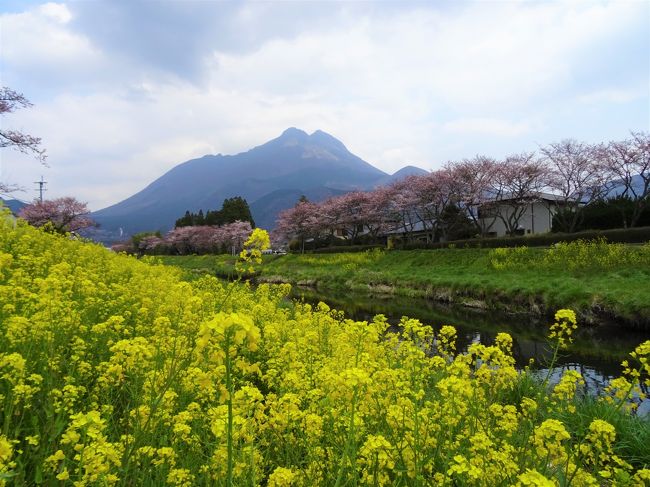 人気商品の中古品・新品・未使用品 湯布院・大分川沿いの桜並木 一度は見たい桜スポットに行ってき 絵画