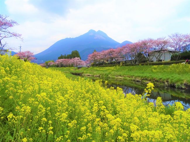 【現金特価】 油絵湯布院の桜菜の花由布岳のF6号です 絵画