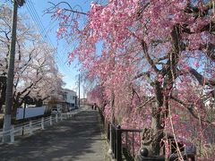 田川沿いのしだれ桜