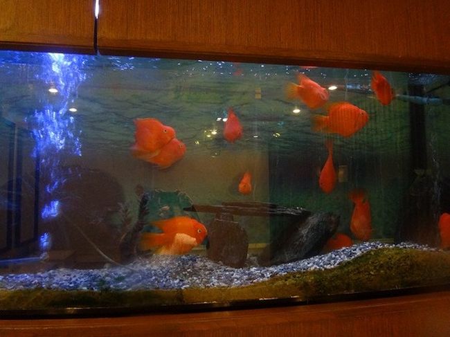 トイレのお魚、こんな大きかったっけか？