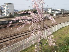 次の列車まで少し時間があったので駅の近くを散歩してみました。

何年か前に植えたような桜の木が何本かありました。