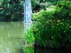 石神井公園の池は菖蒲が見ごろ