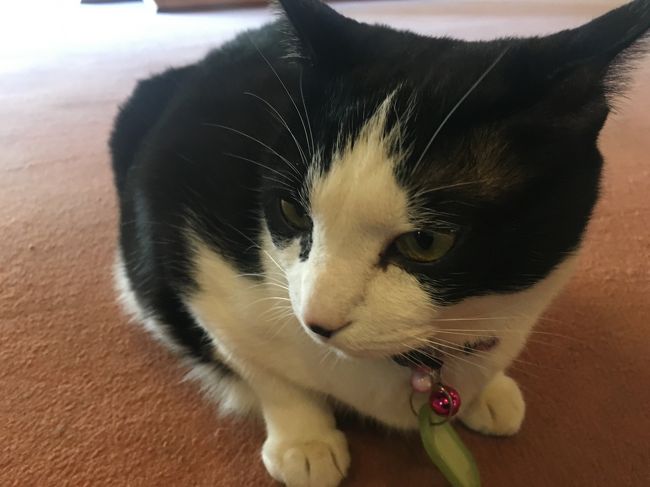 Netyasun 荒川 農園 猫