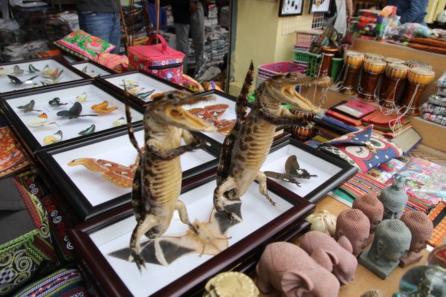 クロコダイルの剥製、本物です。