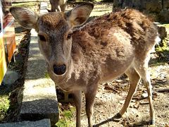 奈良公園の鹿さん。かわいい。
