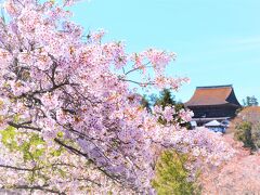 吉水神社手前から、吉野山のシンボル、
金峯山寺（きんぷせんじ）。
木造のお寺では東大寺大仏殿に次ぐ大きさで
修験道（しゅげんどう）の総本山です。